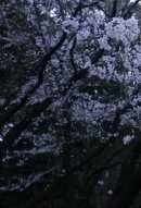 画像: 夕暮れ時の桜