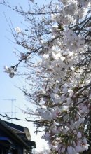 画像: 東北の桜