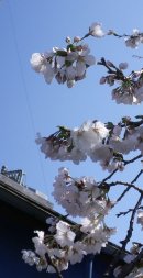 画像: 長持ちの桜