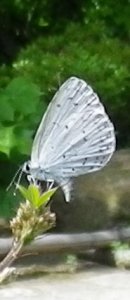 画像: 夏の風物