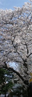 画像: 桜の絨毯