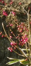 画像: 古都の紅梅の花