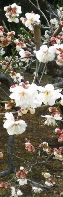 画像: 花の季節と桜の苗木