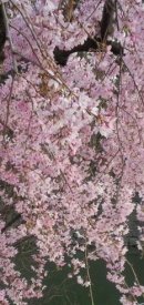 画像: 桜の花と建築様式