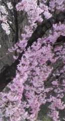 画像: 桜の花の楽しみ