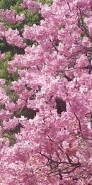 画像: 雨降りと桜の花