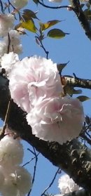 画像: 花の季節と初夏の雨