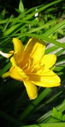 画像: 梅雨の晴れ間と夏の草花