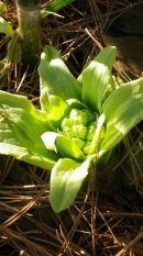 画像: 水仙の鉢植え