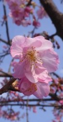 画像: 桃の花と桜の花