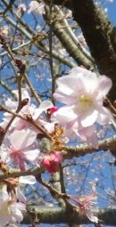 画像: 桃の花と街灯の明り