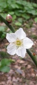 画像: 早咲きの桜と梅の花
