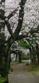 画像: 桜の花の景色