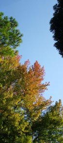 画像: 晩秋の晴天の頃