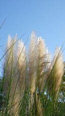画像: 晩秋の終わりの頃