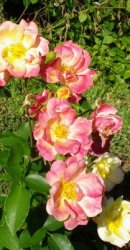 画像: 初冬の季節と草花