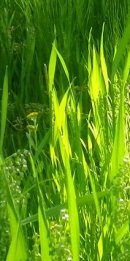 画像: 週末の気温と暑さ
