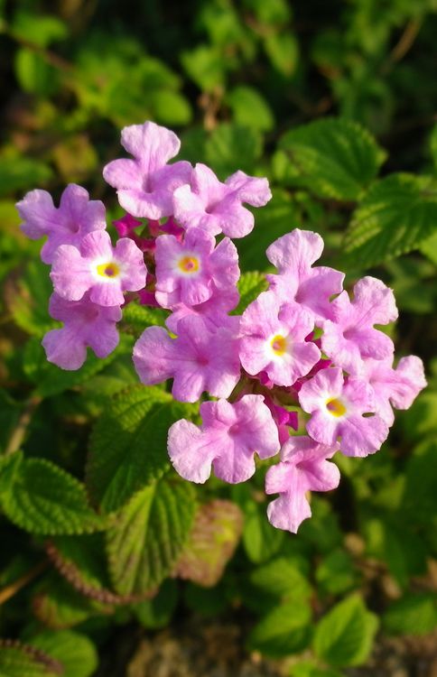 画像: 花は安らぎ