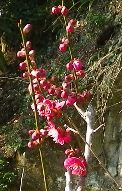 画像: 花の時期