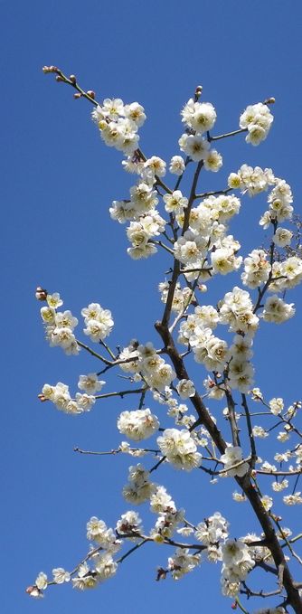 画像: 冬の青空