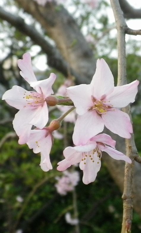 画像: 桜の種類