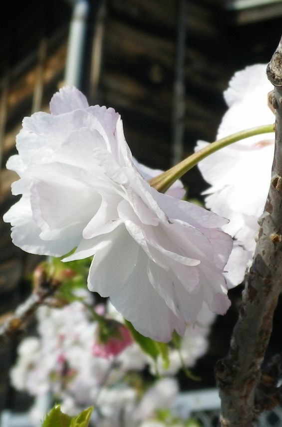 画像: 桜の花びら