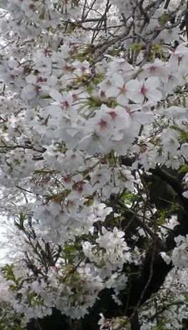 画像: 静かな夜桜