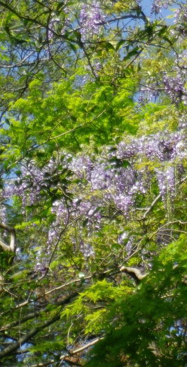 画像: 山の藤花