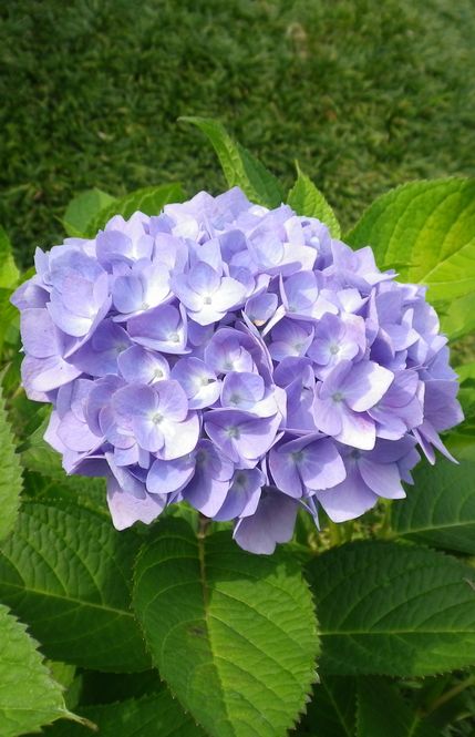 画像: 梅雨の花