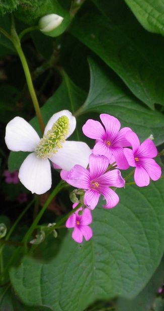 画像: 花の香り