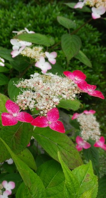 画像: 紅の紫陽花