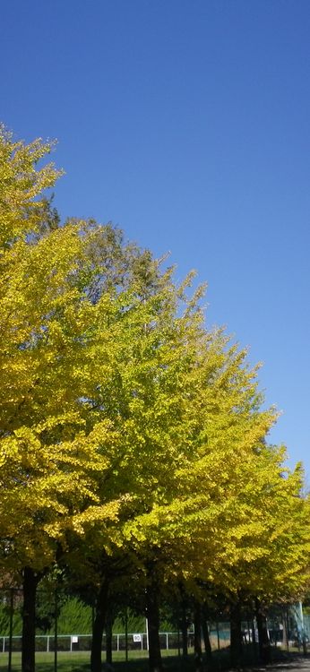 画像: 黄葉晴天の空