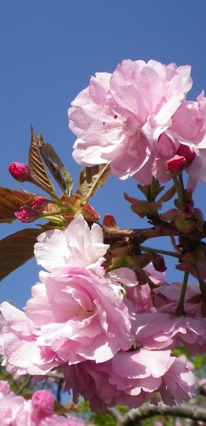 画像: お花見の頃