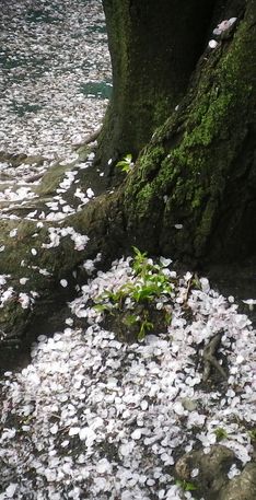 画像: 花冷え遅桜