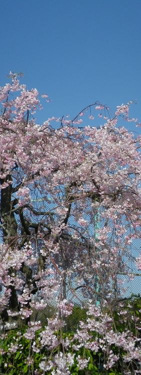 画像: 小さな草花