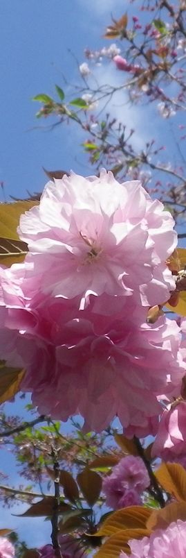 画像: 満開の八重桜