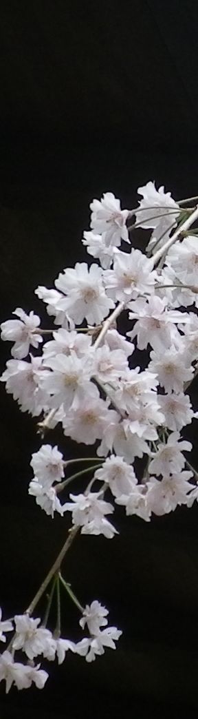 画像: 八重一重の桜