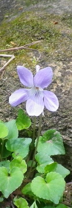 画像: とれたて春野菜