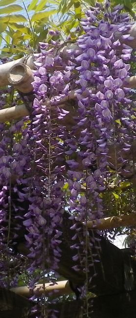 画像: 初夏の草花