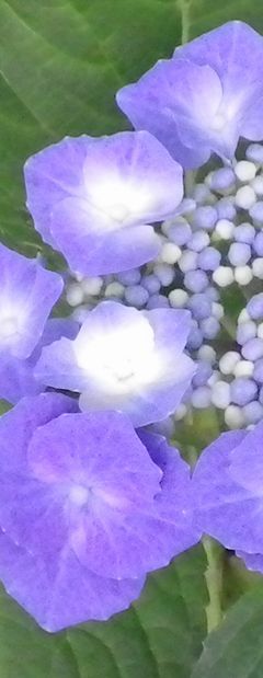 画像: 梔子の花薫る