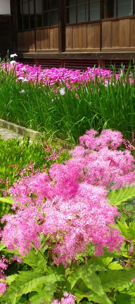 画像: 花の小路