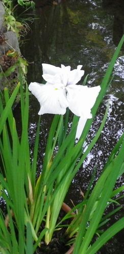 画像: 紫陽花のお寺