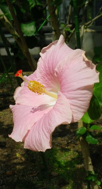 画像: 短い夏の季節