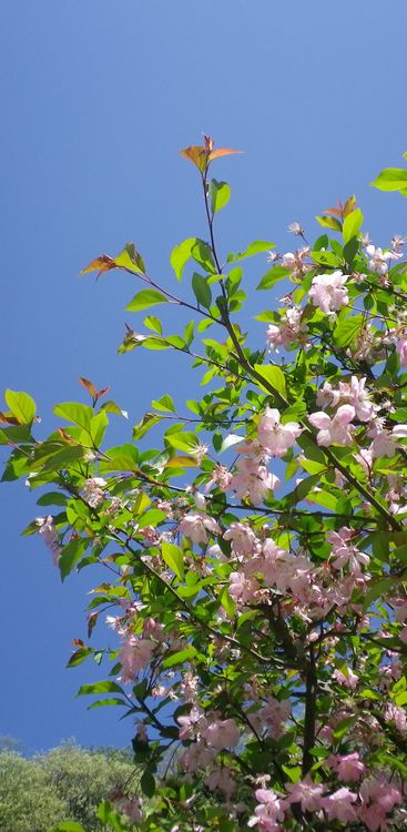 画像: 海棠の花