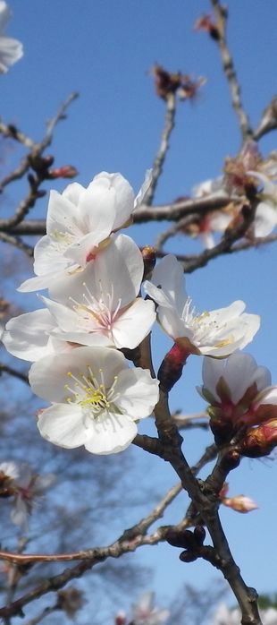 画像: 冬に咲く桜の花