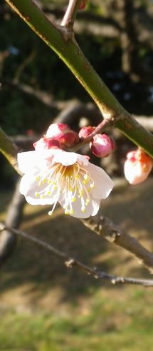 画像: 冷蔵庫の野菜