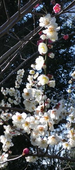 画像: 苗木の植樹