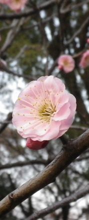 画像: 花の香り琴の音