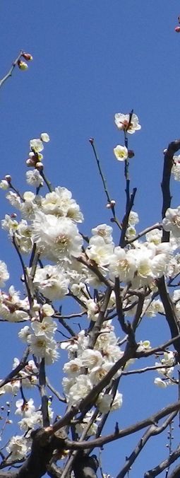 画像: 梅の花の開花と気温