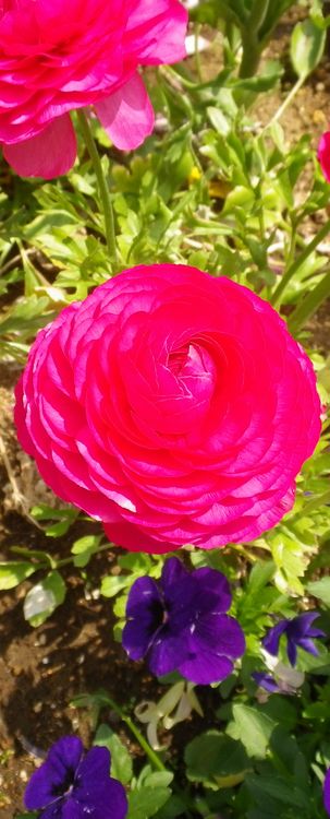 画像: 菜の花と桜の花